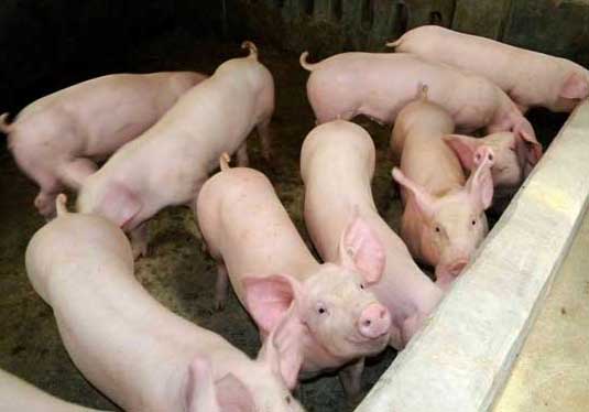 冬春季节哺乳仔猪的饲养管理方法